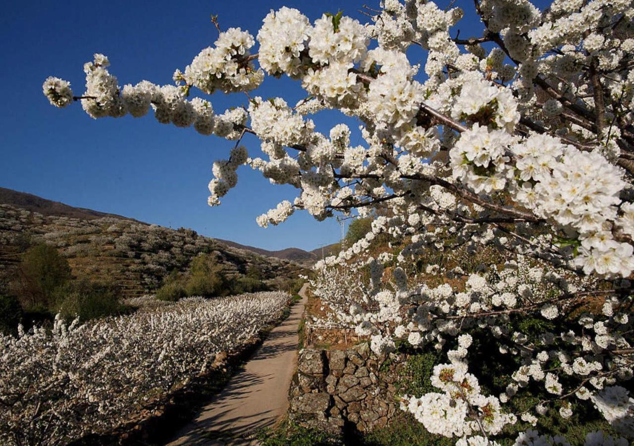 Arbequina, Refugio De Primavera